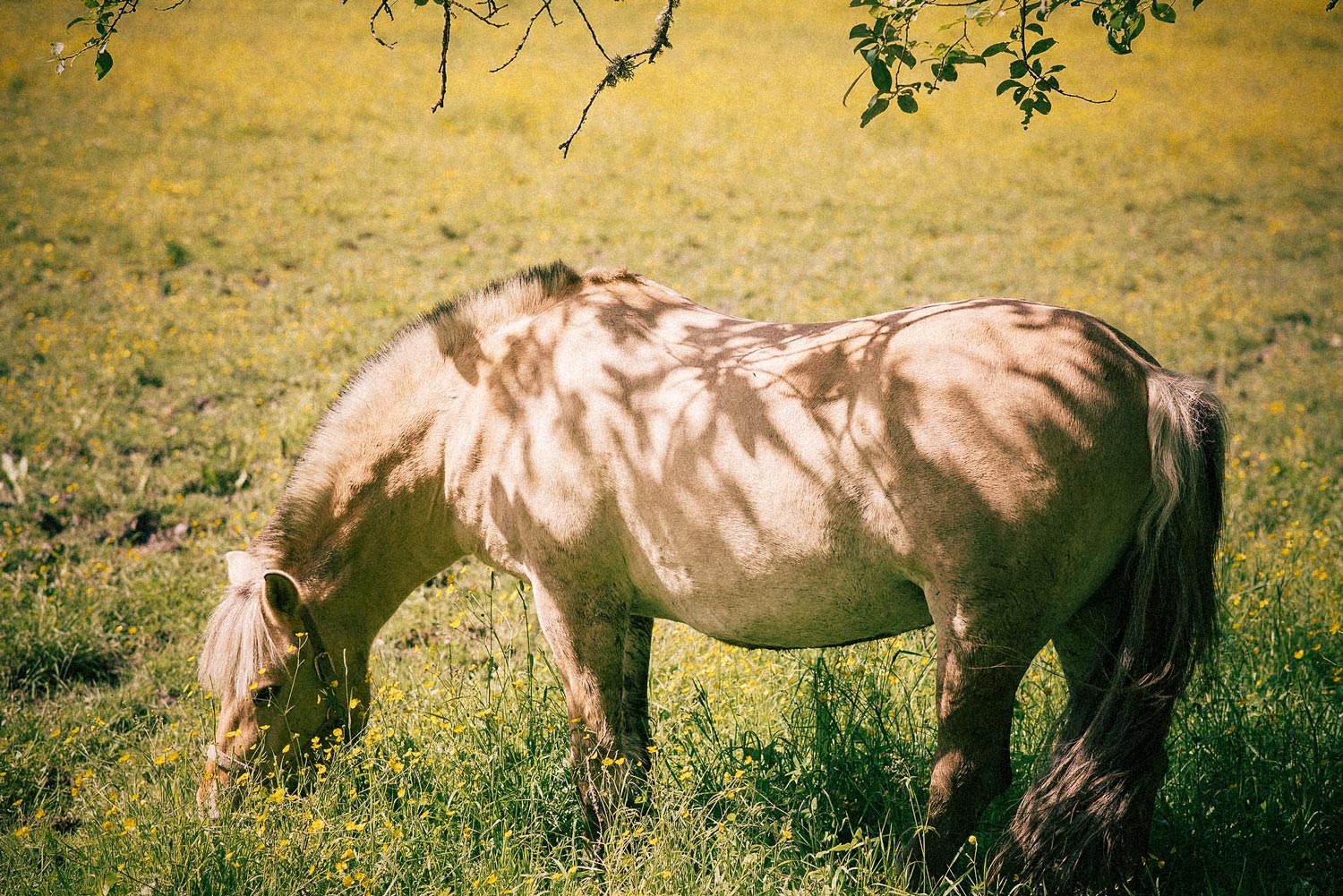 hest som beiter