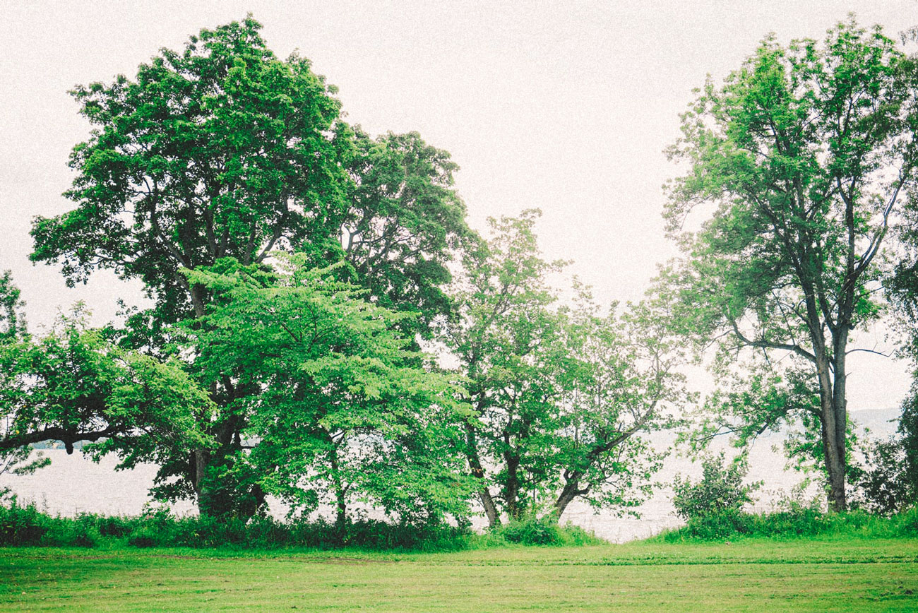 grønn natur