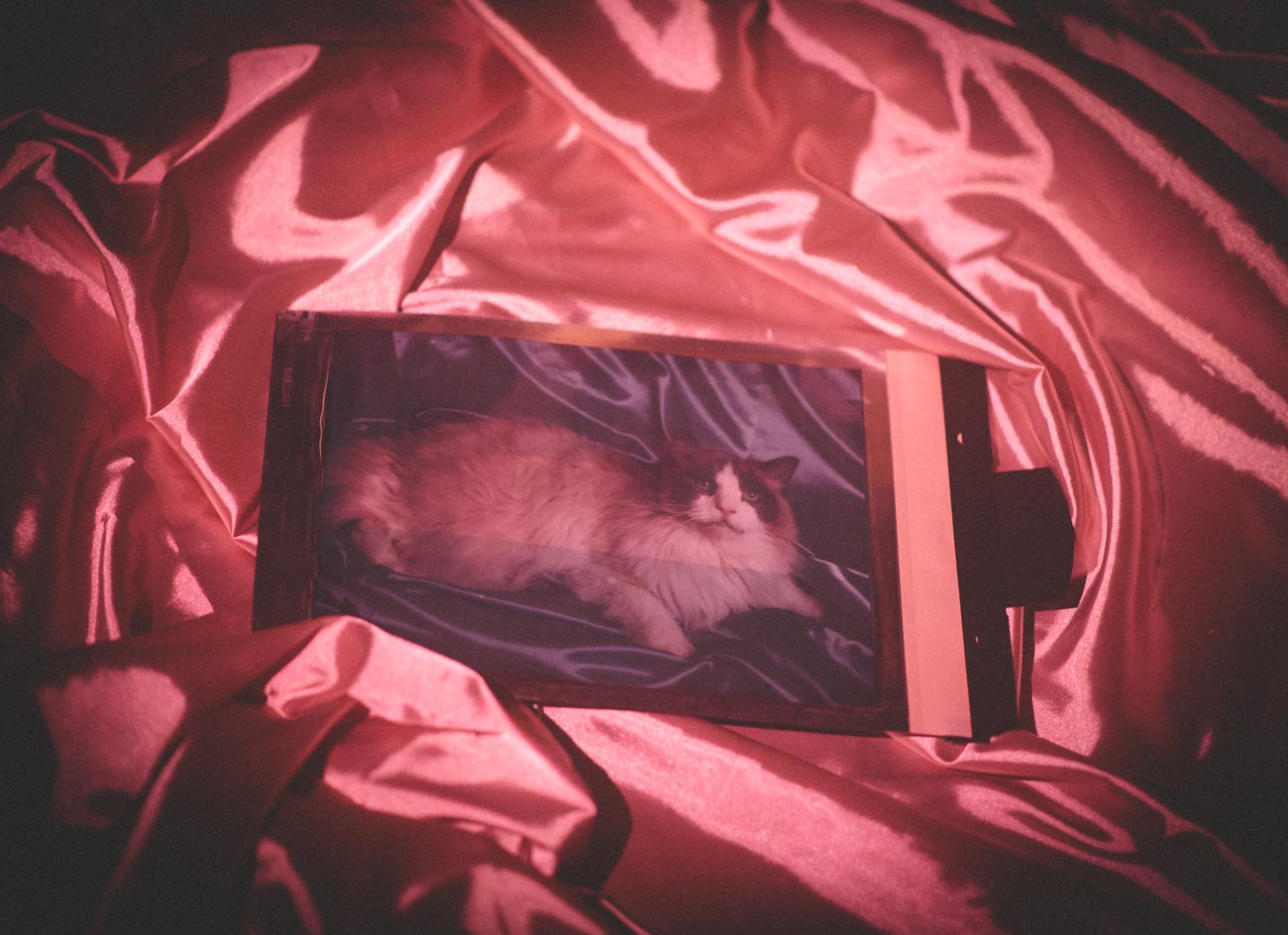 fotografi av en katt ligger på rosa silke